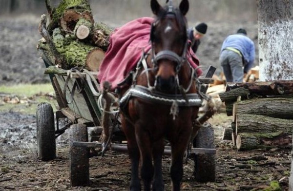 A murit strivit de lemne
