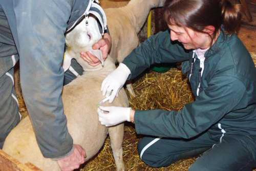 Veterinarii din Gorj încep lupta cu antraxul