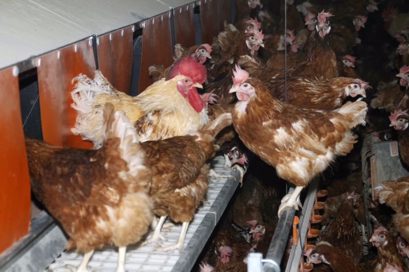 APIA Gorj eliberează adeverinţe pentru crescătorii de păsări