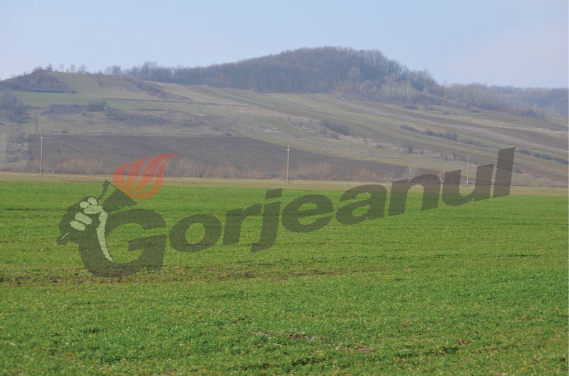 Peste 23.000 de cereri unice de plată pe suprafaţă, depuse la APIA Gorj