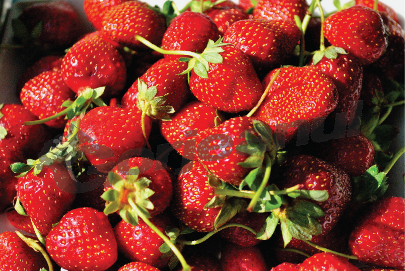 Căpşunile, vedete la Polovragi