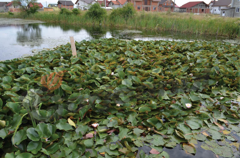 Colţ de Rai la Târgu-Jiu