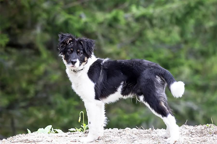 Recco de la Salvamont a început pre-dresajul