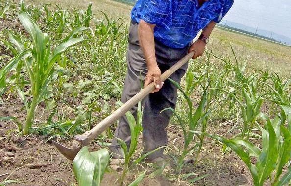 Moarte stupidă la Câlnic