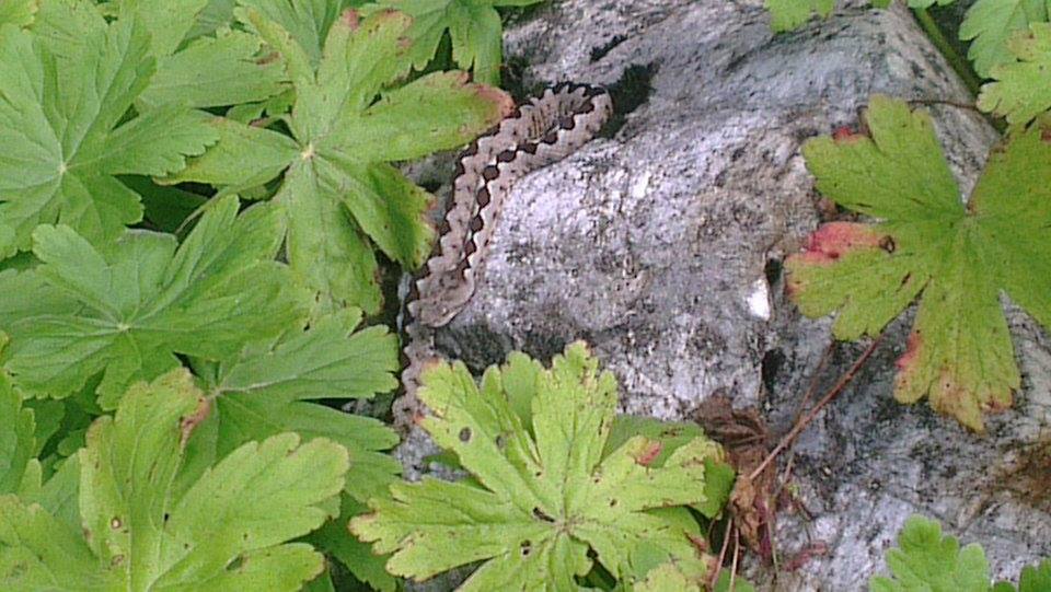 Viperele nu îi sperie pe gorjeni