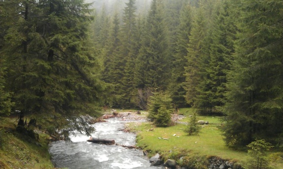 Este Ziua mondială a Mediului!