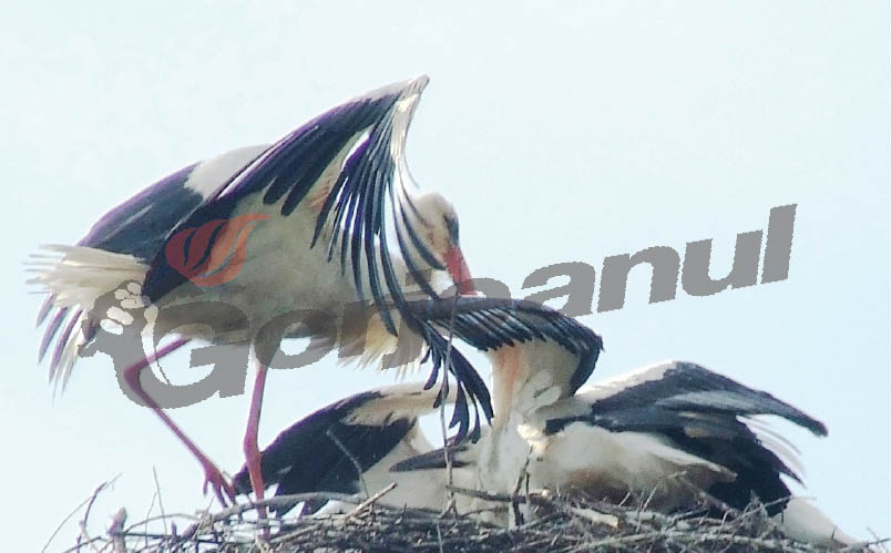 Culoar de antrenament pentru berze între Teleşti şi Şomăneşti