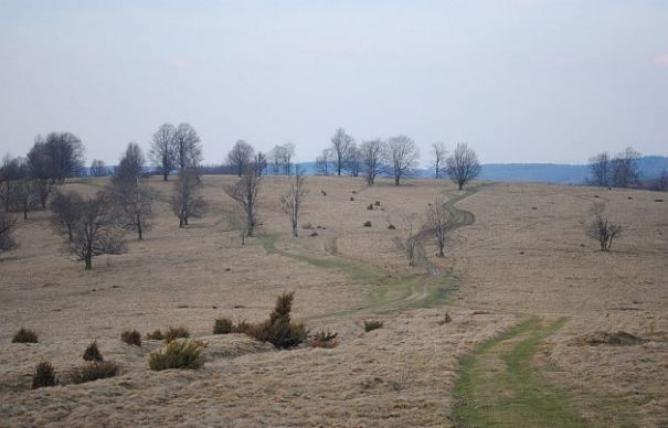 Actele şi fotografiile cu pădurea plantată de SC Tataion în Timiş, ridicate de mascaţi