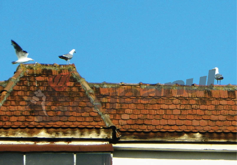 Pescăruşi la Târgu-Jiu