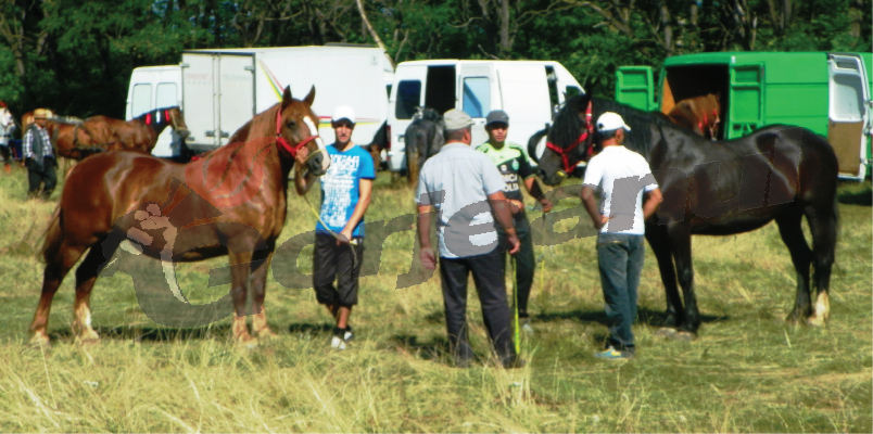 Târg de cai la Polovragi