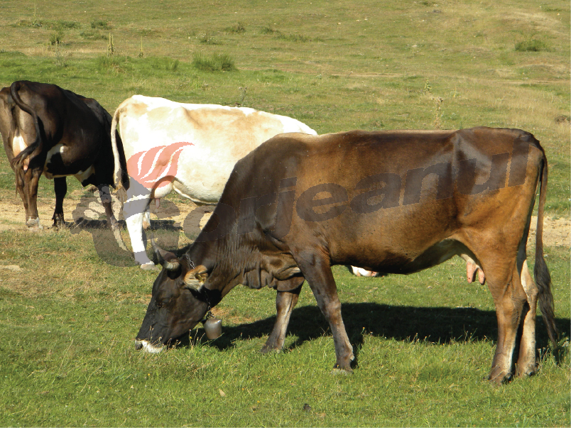 Campania de depistare a animalelor cu tuberculoză, la final