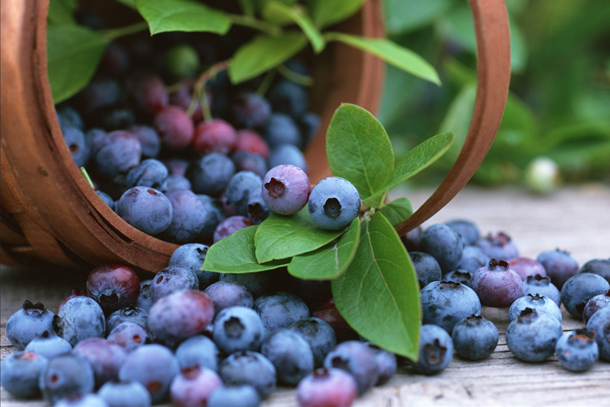 Afinele și beneficiile lor pentru organismul uman