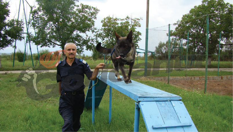Câinii Jandarmeriei Gorj s-au întrecut în poligon