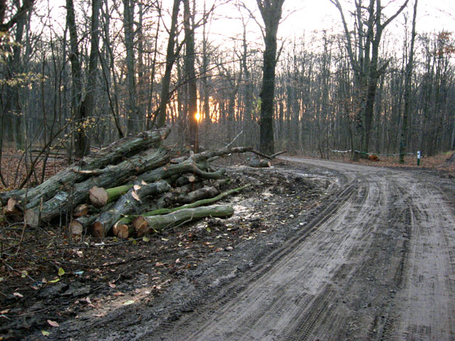 Ancheta Ministerului Mediului pentru defrişări începe din Novaci