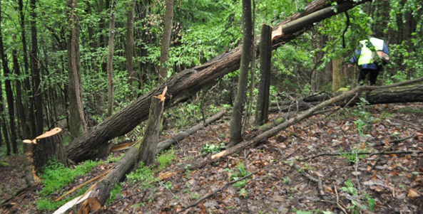 Un nou dosar penal pentru sustragere de material lemnos