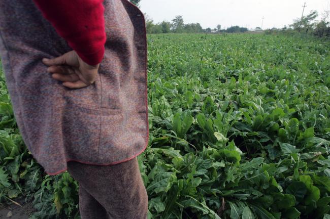 Idei de afaceri. Cultivarea andivelor