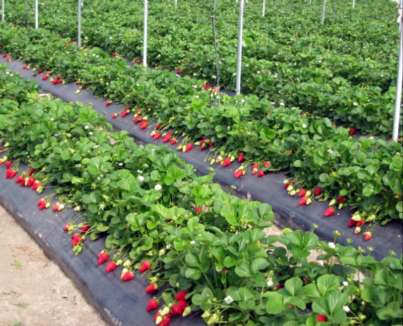 800 de job-uri la cules de căpşuni