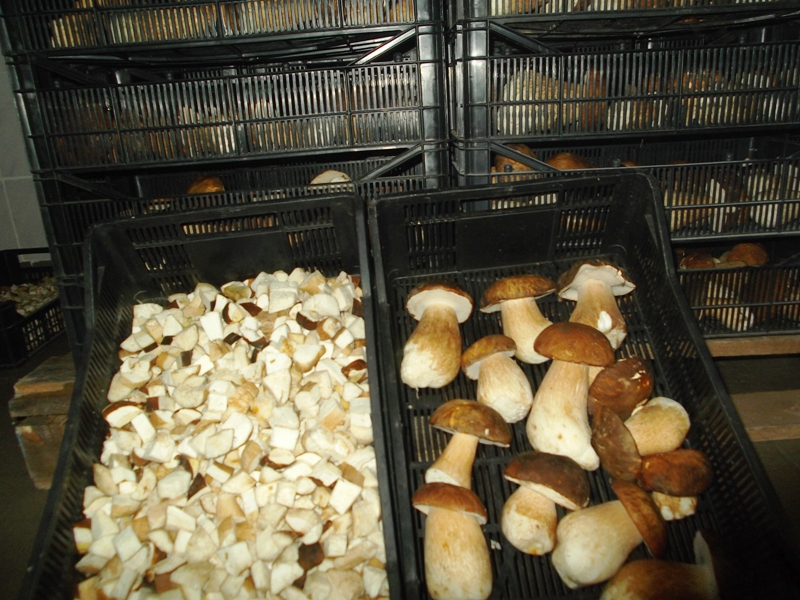 Firme de colectare a ciupercilor, amendate de Garda de Mediu