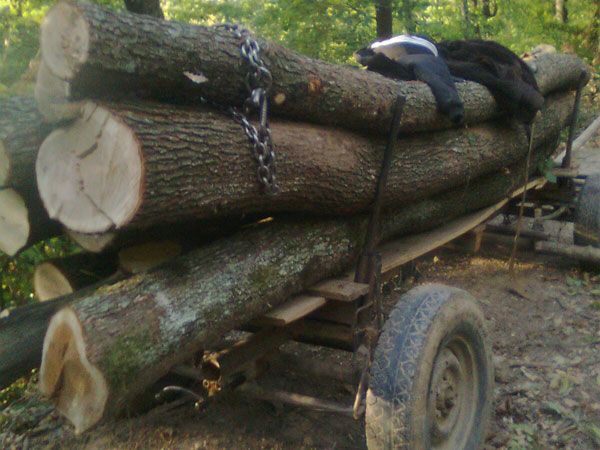 Dosar penal pentru furt de lemne