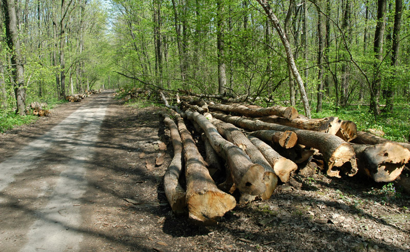 Lemnul scos la licitaţie pentru Novaci nu s-a vândut! Două firme şi-au adjudecat 866 mc de lemn la Polovragi