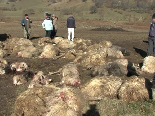 Oile unor gorjeni, mâncate de lupi