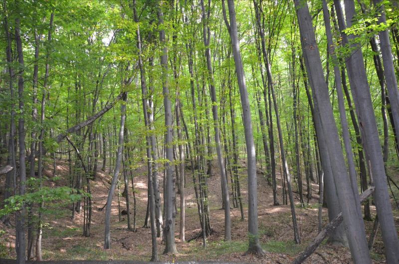 Controale la ocoalele silvice