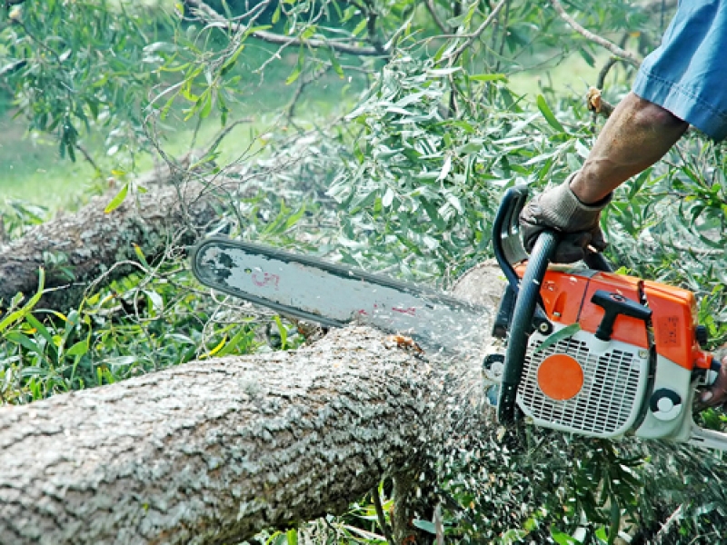 Protest din cauza tăierilor ilegale de păduri