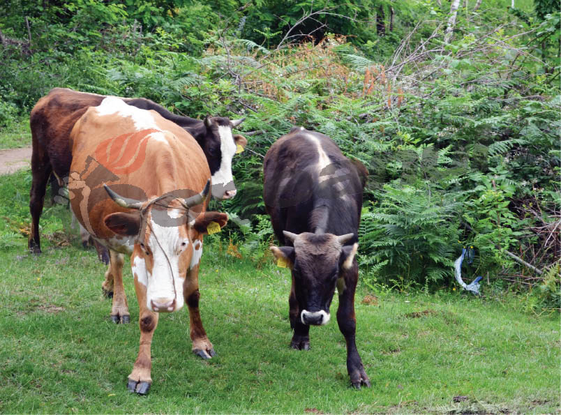 Boala limbii albastre a ajuns în Gorj