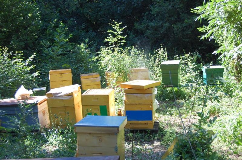 20 de tone de miere din stupăritul pastoral au ajuns la ACA Gorj