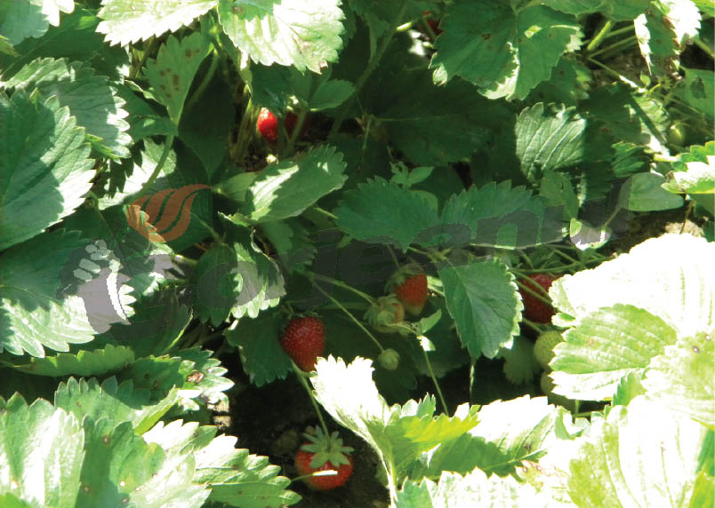 Bursa pentru cules căpşuni în Spania, se ţine la Târgu-Jiu