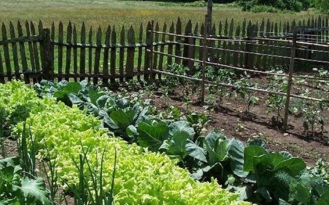 Termen prelungit la cererile pentru subvenţia în agricultura ecologică