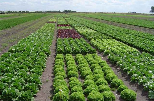 Agricultura ecologică – V