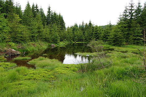 Ariile protejate din Gorj au nevoie de administratori