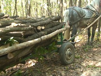 Cercetați pentru furt de material lemnos