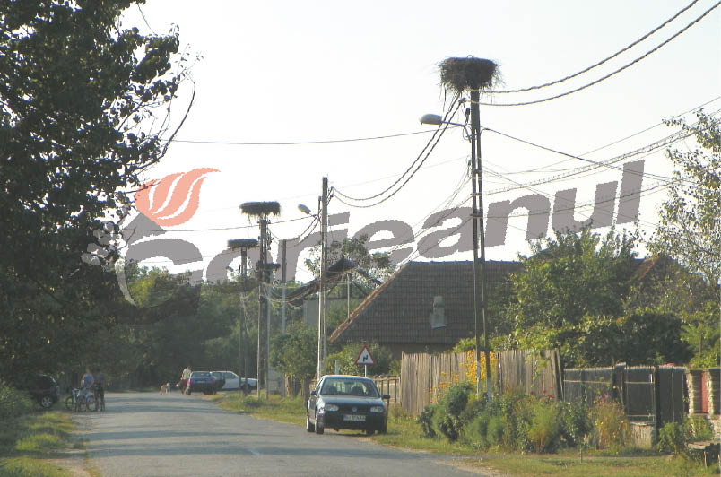 Povestea berzei roşii