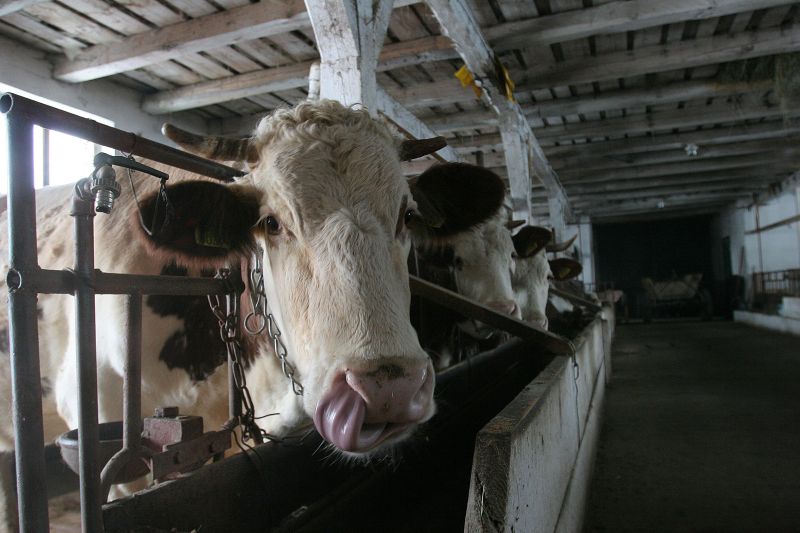 Boala limbii albastre a apărut din nou în Gorj, la Bumbești-Pițic