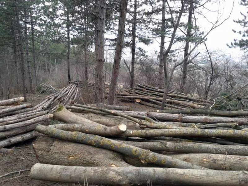 Defrişările din Gorj, monitorizate din 8 octombrie