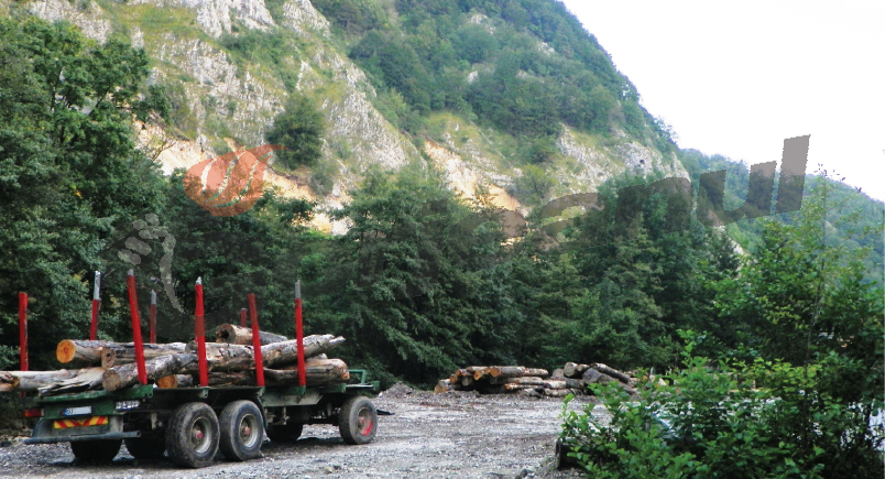 Lemn confiscat pe Transalpina de la o firmă din Polovragi