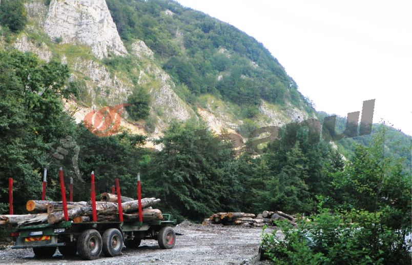 Controale la firmele care taie pădurile din Gorj