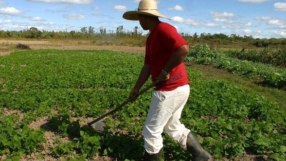 Agricultura ecologică (IV)