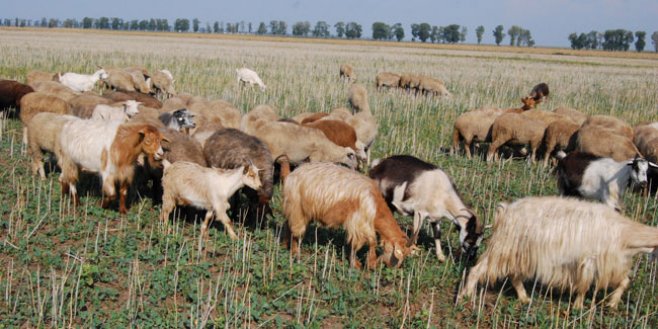 Controalele inspectorilor APIA Gorj, pe final