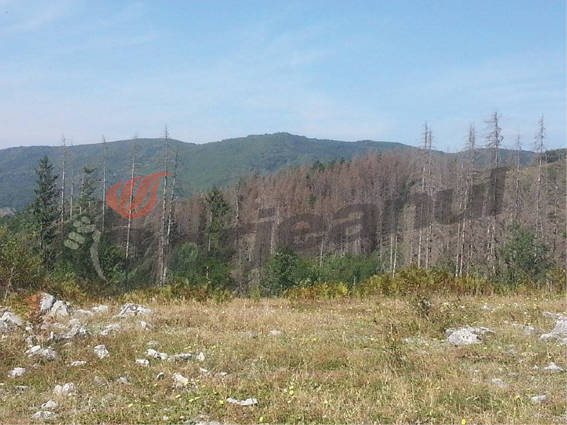 Pădurea bolnavă din administrarea Spitalului de Pneumoftiziologie, la un pas de valorificare