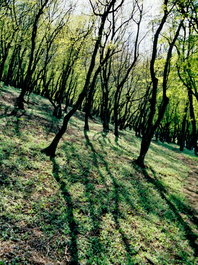 Primăriile pot depune proiecte pentru biodiversitate