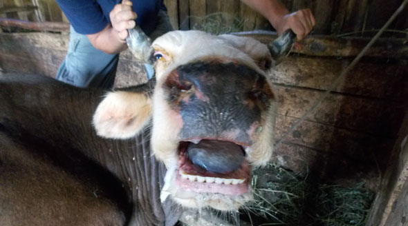 Proprietarii de animale riscă sancţiuni pentru Boala limbii albastre