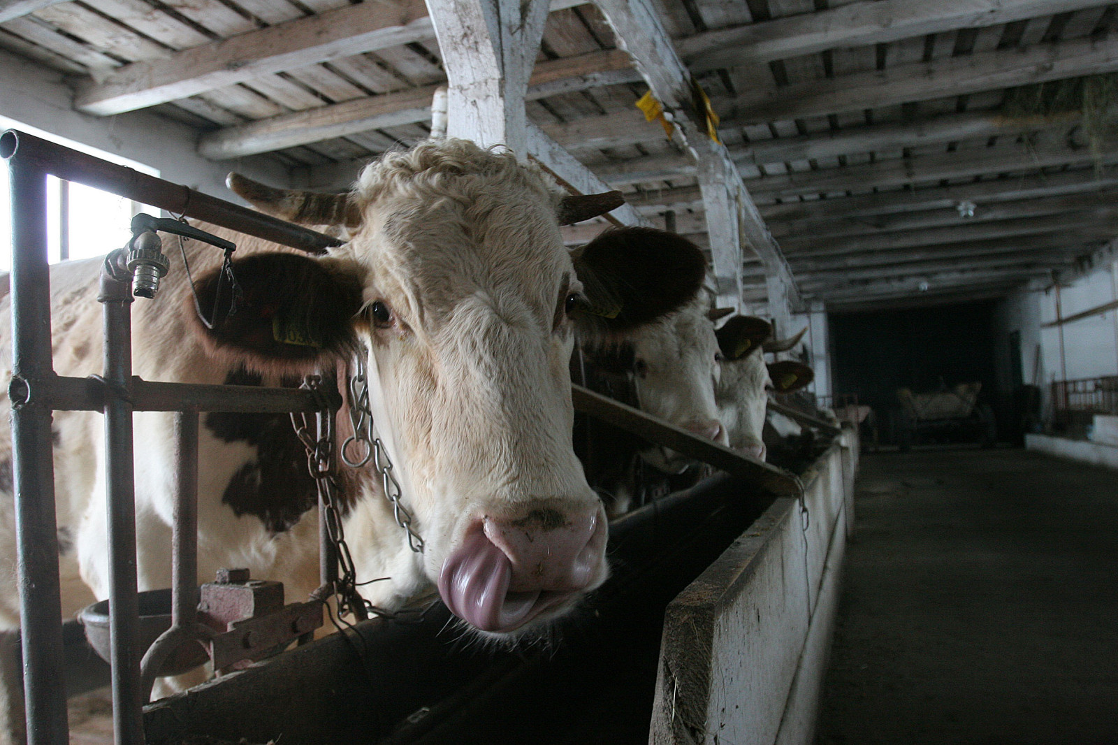 ANVSA a trecut Gorjul pe harta ,,limbii albastre”