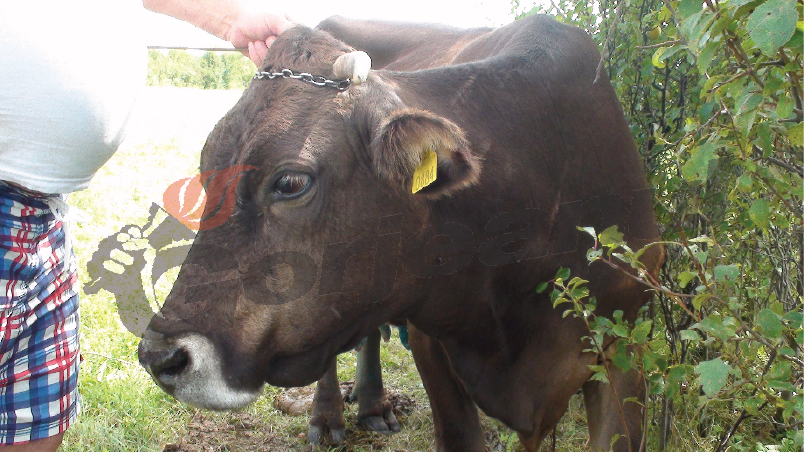 Cinci bovine au murit răpuse de Boala limbii albastre