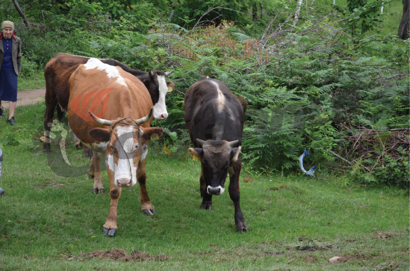 Boala limbii albastre, interzisă să se extindă spre Ardeal