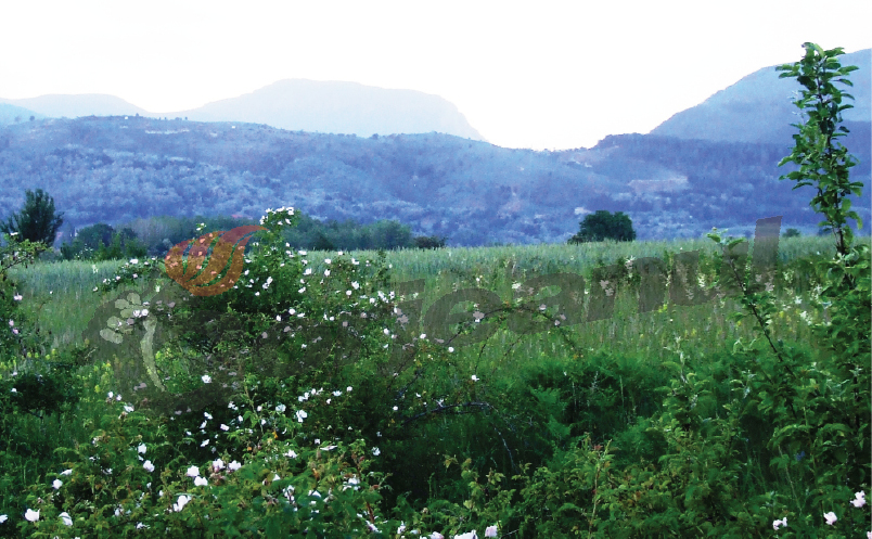 Dâlma Cucutelor -un curios fenomen natural din Muntii Gorjului