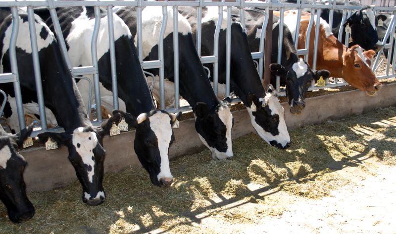 APIA eliberează adeverinţe de creditare pentru specia bovine şi Măsura 215