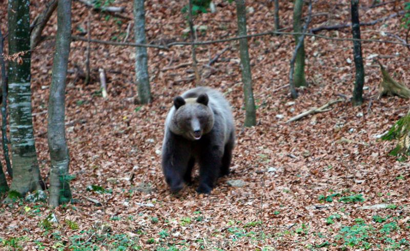 Primăriile au undă verde la omorât lupi şi urşi